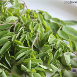 Manfaat Daun Kelor