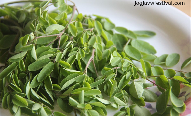Manfaat Daun Kelor